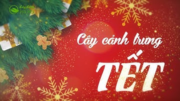 Gợi ý 10 loại cây cảnh trưng bày ngày Tết đẹp nhất