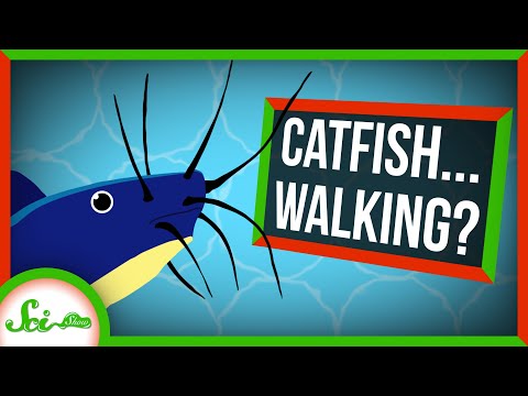 Video: Can a catfish eat a person in the water?