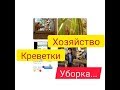 День на хозяйстве. Уборка.Обзор посылки от Биолатик.Новый житель!