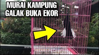 Murai Cacing Galak  Denak Murai Kdanung  Pancingan Kacer Gacor Langsung Bunyi  Che Than Ht