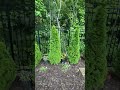 Emerald green