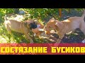 Питбули играют на удочке / между собой / выход бусиков #pitbull #животные