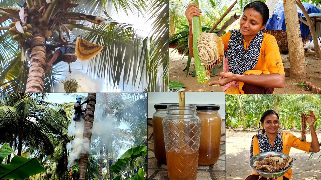 நம்ம தோட்டமே இனி தேன் மழைதான் போல|purest honey🍯harvesting|Honeycomb hunting in  teakwood🌳tree|Honey