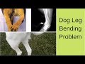 Pet Care - Dog | Puppy Leg Bending Problem | Reason | Solution - Bhola Shola Harwinder Singh Grewal