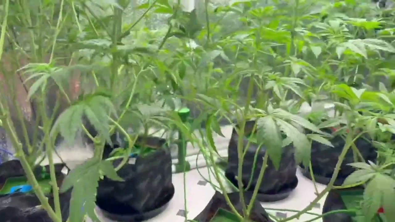 🌸 Week 11: Time to Flip! Flower Phase Begins 🌿💡