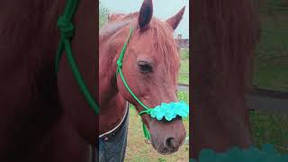 Combien de faits connaissais-tu sur Totem ? 🐴✨