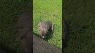 Blueface Extreme Pocket Bully 14 Months