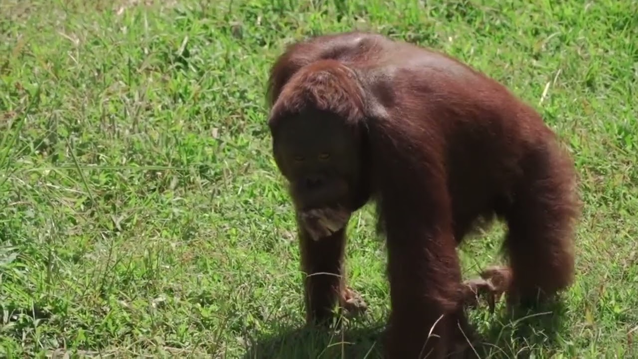 Top 10 Most Endangered Animals In The World