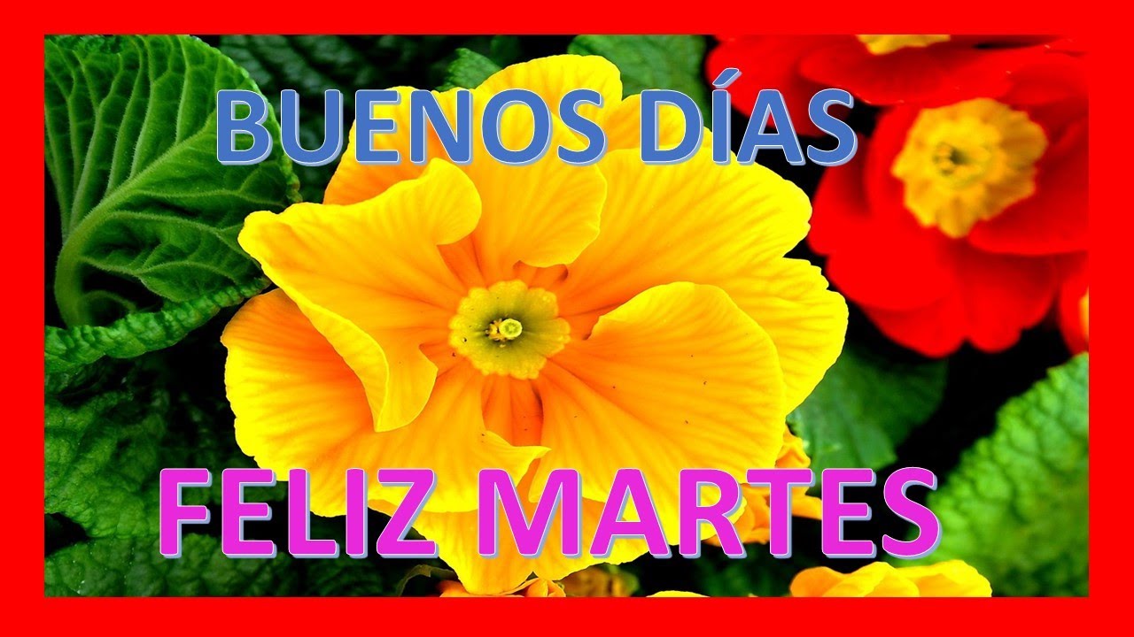 💥✨ Buenos Días Feliz Martes Frases Positivas Cortas ✨💥 - Youtube