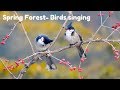 Spring Forest - Blackbird Song - Bird singing Chirping || Relaxing Nature Sound