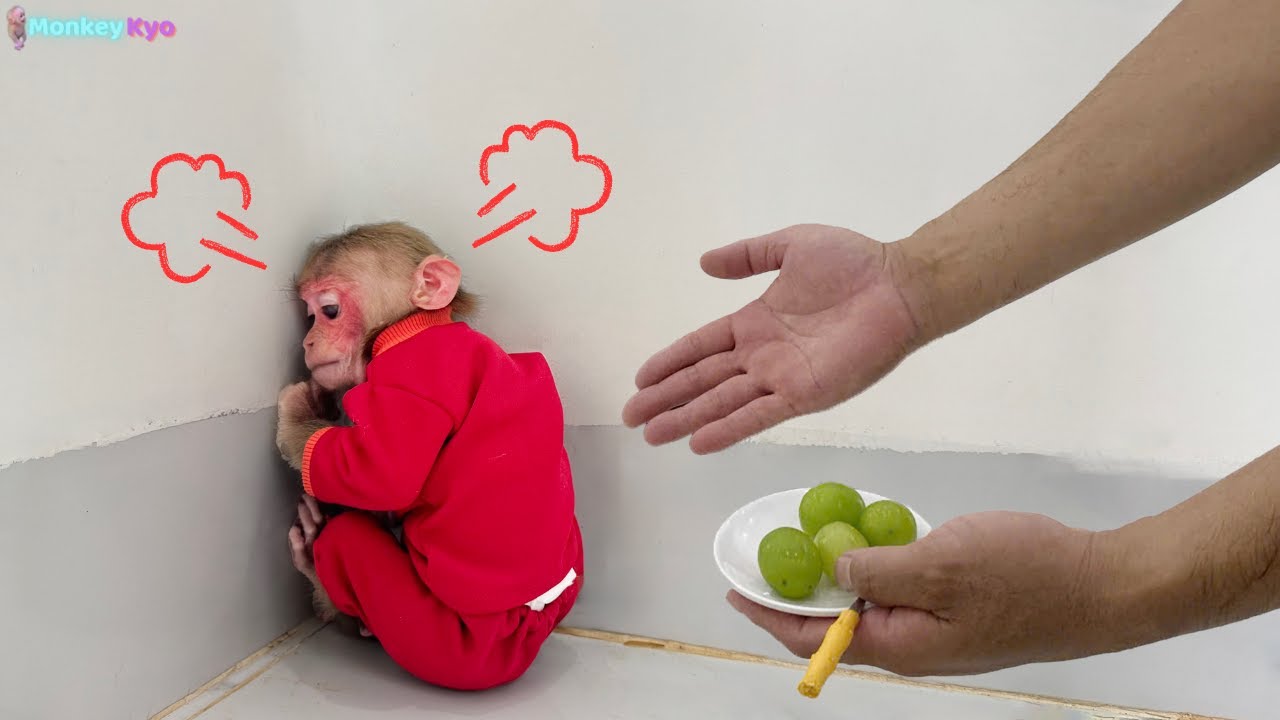 What did Dad do...to make Kyo the monkey so sad and angry?