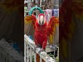 #funny #cute #pets #parrot #advice