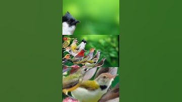 Suara MP3 pikat Burcil jamin paling ampuh #birds #suarapikatampuh #pikatsogokontong #pikat