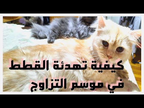 فيديو: ما هو موسم التزاوج للذكور من القطط؟