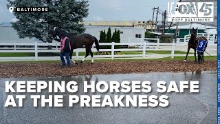 Horse safety at the Preakness Stakes