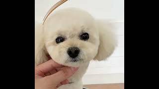 How to Achieve Perfect Curves with 35° Scissors! | Dog Grooming Tutorial ✂
