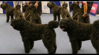 Bouvier des Flandres in a dog show