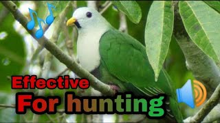 Huni ng black chinned fruit dove_or Bawod 🔊 🔊 🔊
