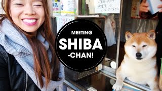 Shiba Inu Selling Cigarettes