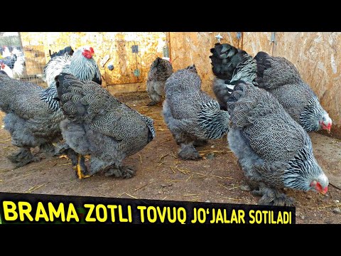 Video: Rossiyada Qanday Tovuq Zotlari Etishtiriladi