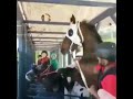 غضب الخيل الإنكليزي mp3