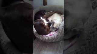 Ориентальные котята Ориентальные котята