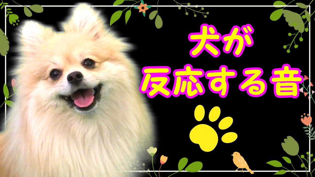 犬が反応する音 犬が首をかしげる音 音源 音量注意 私は犬が好き I Love Dogs Youtube
