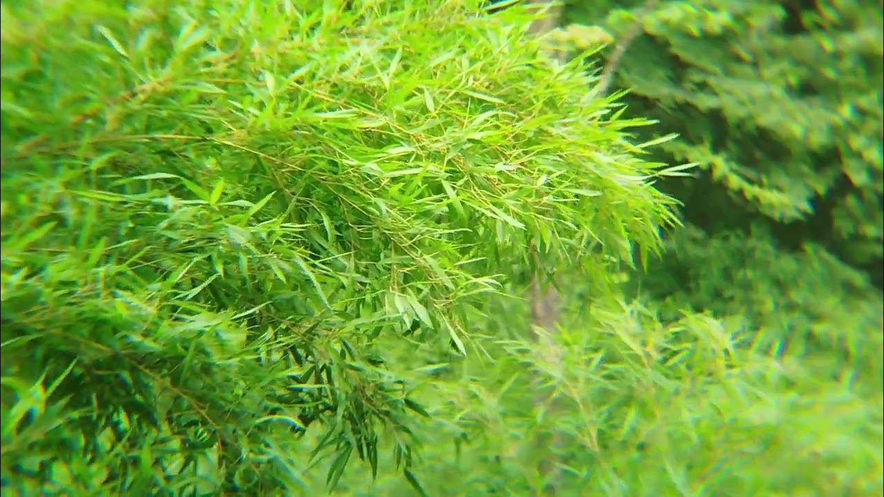 Animals go looking for food after the golden rain