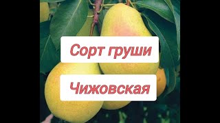 Сорт Груши Чижовская. Описание, плюсы, минусы, посадка, уход. #груша