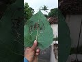 #LeafArtMaa#MaaLeafArt#MaaArtOnLeaf#MaaKaPyarLeafArt#MaaLeafDesign#MaaLeaf