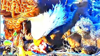 LIL WISE CHICKS FOOD TACTIC _ QUICK BEAK )). BAKER IN WITH BIG ALIVE FISHES. FEEDS CHICKS 30.04.2024