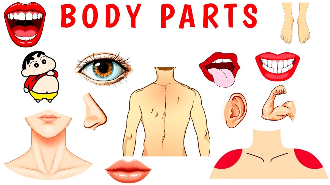 20 External Body Parts Name For Kids | Learn Human Body Parts name In English with Pictures & Videos