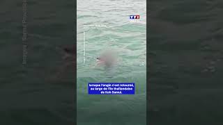 🔴 Plus de peur que de mal…｜TF1 INFO