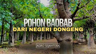 SERBA SERBI POHON BAOBAB
