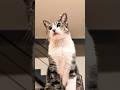 朝の待ち猫現る😺 - Cats Waiting in the morning - #shorts #cat
