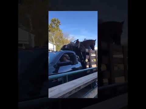 Apply today to be a competing trainer in the Appalachian Trainer Face Off Equine event