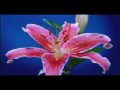 Miniature de la vidéo de la chanson J'étais Une Fleur