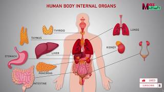 Human Body Internal Organs | Human Anatomy Animation 2022