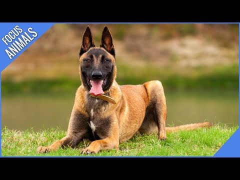 Belgian Malinois (Super Fast & Intelligent)