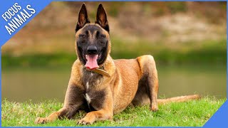 Belgian Malinois (Super Fast & Intelligent) by Focus ANIMALS 2,705 views 2 years ago 5 minutes, 37 seconds