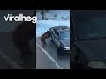 Bears Break Into Car ViralHog 