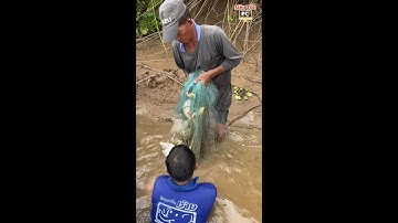 Đi chài cá mà gặp cảnh cá nhảy, dính cá đầy trong chài thế này thật là quá đã