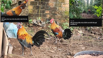 2 Con Gà F Rừng Nay Đã Cự – Chuẩn Bị Vào Chế Độ Lên Mồi | Cao Phong