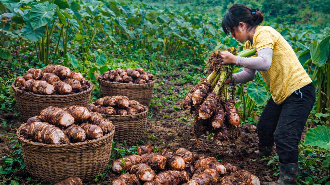 Harvesting Wild Taro for the Market and Buying Curtains for the House