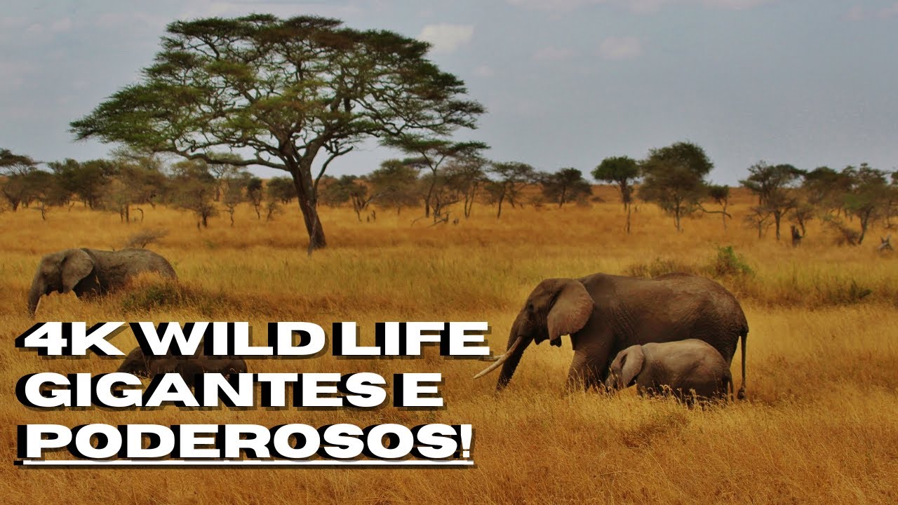 4k Wild Life –  4k vida Selvagem / África do Sul Selvagem. [Gigantes e Poderosos]