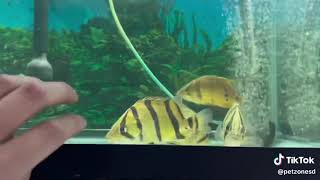 Thin-Bar Tiger Datnoid - Datnioides Undecimradiatus