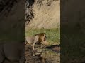 Male lion too heavy to jump | andBeyond Tengile | WILDwatch