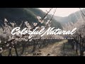 Relax with lofi hip hop music and beautiful plum blossom views lofi chillhop music