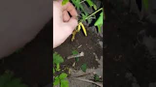 Uk Guerilla Grow - Update 🔥 🇬🇧