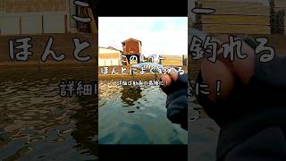 このルアーほんとによく釣れる#fishing #釣り #ライトゲーム #メッキ釣り #ロウニンアジ #smith #akm48 #オジ釣り